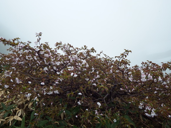 f0118332_9324461.jpg