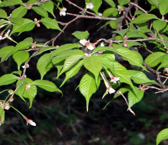 d0037233_10545566.jpg
