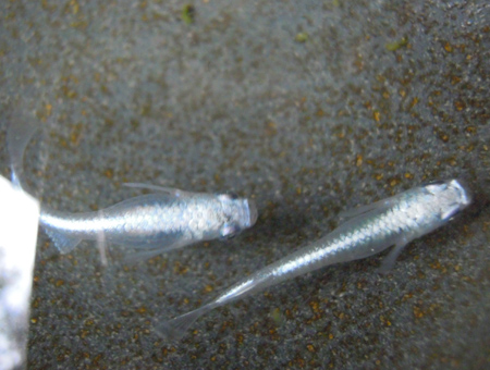 e0097534_1757984.jpg