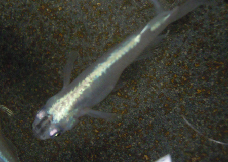e0097534_1825028.jpg