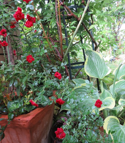 b0178339_17544445.jpg