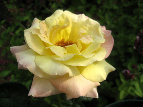 c0289473_9463425.jpg