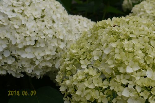 b0061107_943389.jpg