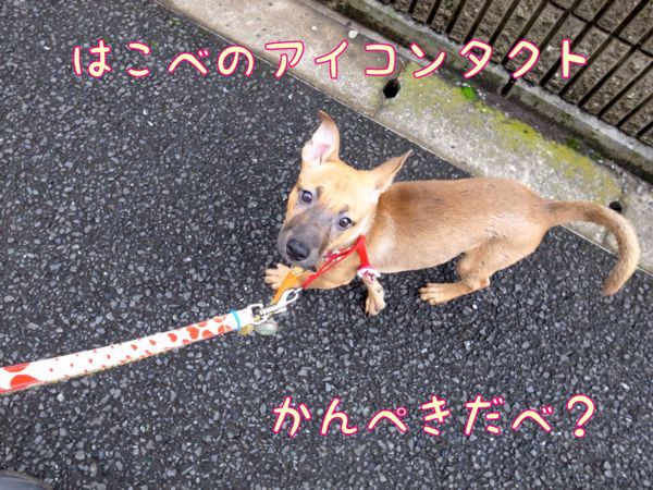 f0329311_11372238.jpg