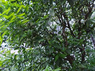 e0120938_04174720.jpg