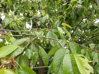 e0004756_20322126.jpg