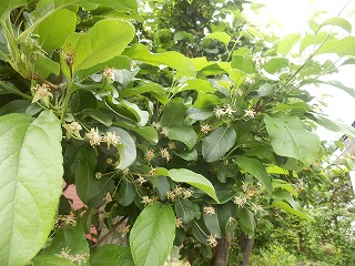 e0004756_2036202.jpg