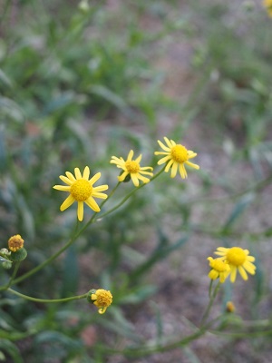 b0246758_13281705.jpg