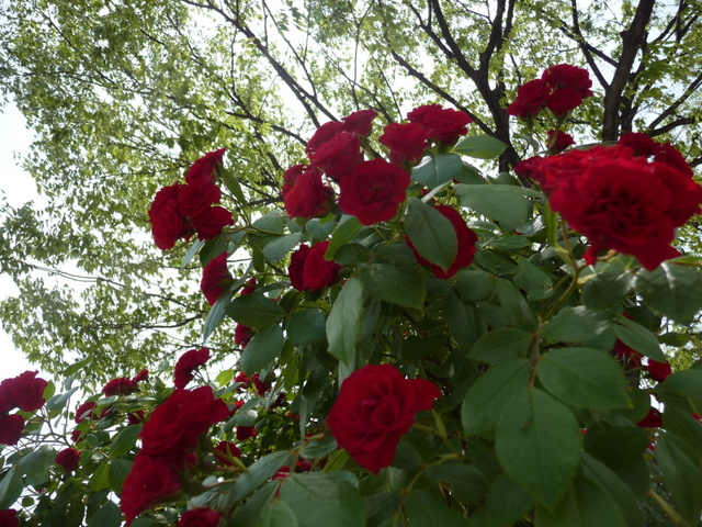 f0208760_1859146.jpg