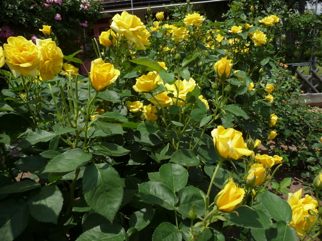 f0208760_185922100.jpg