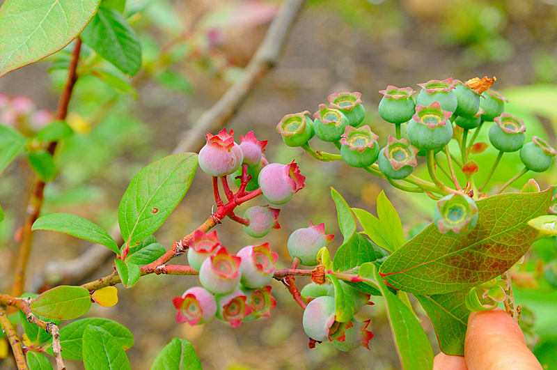 c0026870_1731156.jpg
