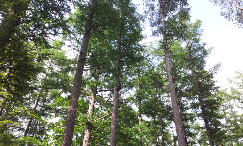 e0165577_15372114.jpg