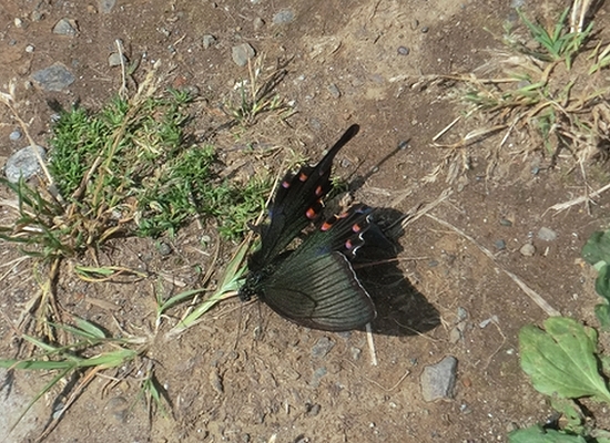 e0143690_936459.jpg