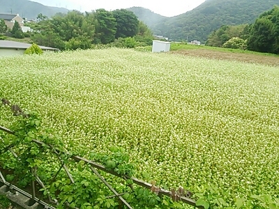 e0121192_2249312.jpg