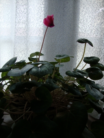 c0322794_23214724.jpg