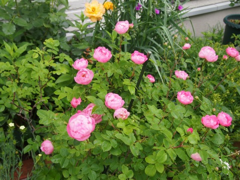 c0117007_13523424.jpg