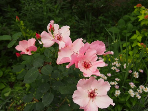 c0117007_13533389.jpg