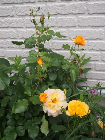 c0117007_13562469.jpg