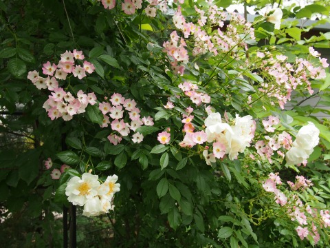 c0117007_13582854.jpg