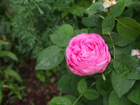 c0117007_144265.jpg