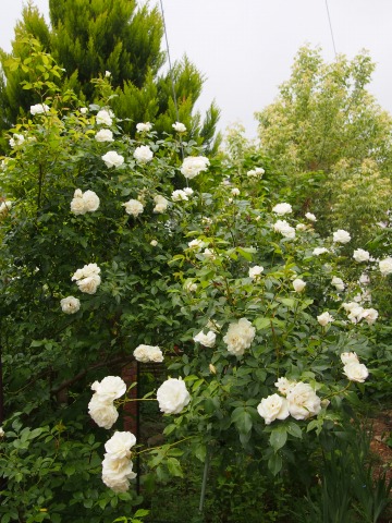 c0117007_1475998.jpg