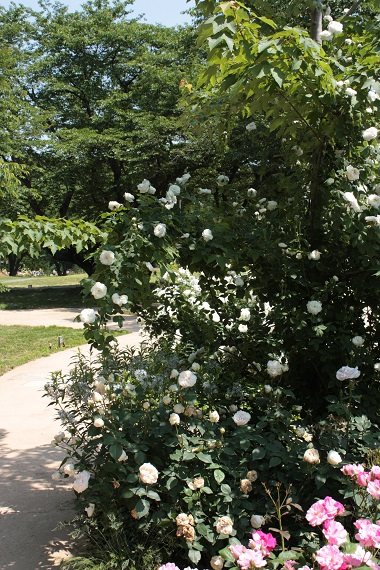 d0001008_2122449.jpg