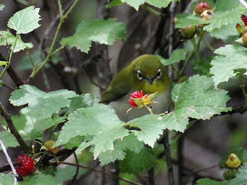 f0310221_21494034.jpg