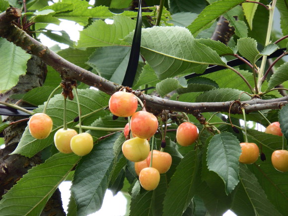 f0118332_22101699.jpg