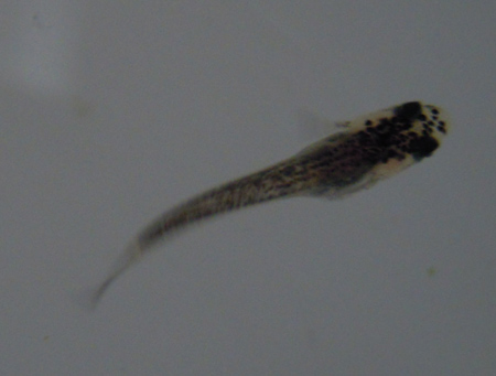 e0097534_103255.jpg