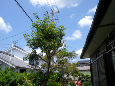 e0272335_18432024.jpg