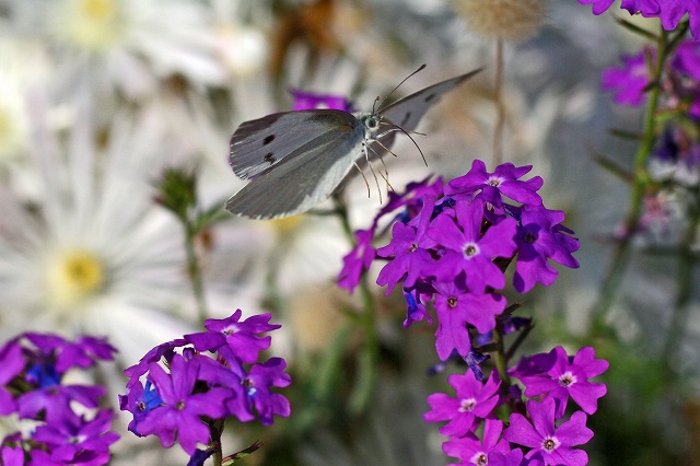 a0242438_18444738.jpg