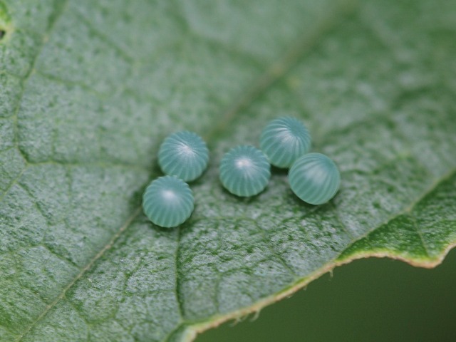 b0194593_22264574.jpg