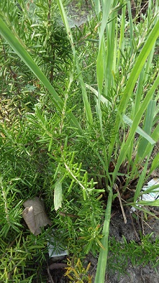 c0280206_6164921.jpg