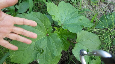 c0280206_624724.jpg