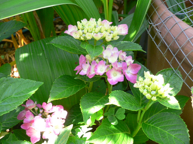 a0249215_9402613.jpg