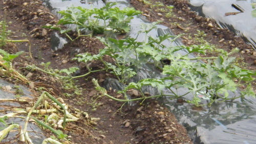 c0300035_8325934.jpg