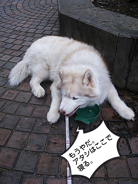e0121548_8543323.jpg