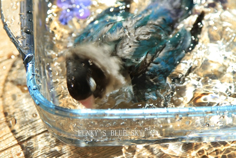 c0145250_1124840.jpg