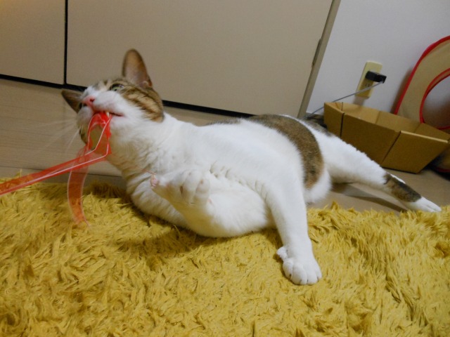 a0150353_22343490.jpg