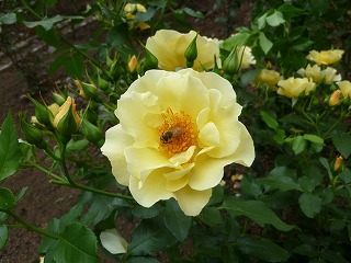 e0298866_949231.jpg