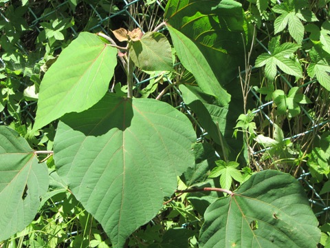 e0033301_1930381.jpg