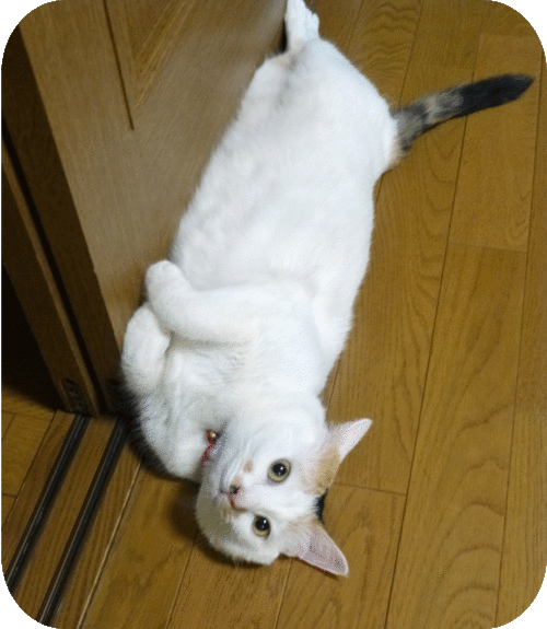 a0278632_16452032.gif