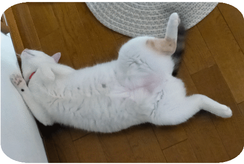a0278632_16461260.gif