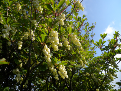 e0272335_4423445.jpg