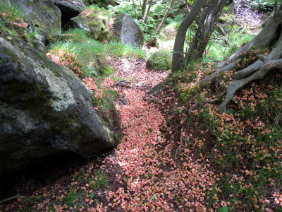 e0272335_8383417.jpg