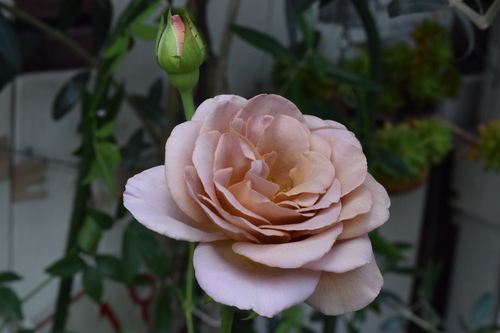 a0291938_1752249.jpg
