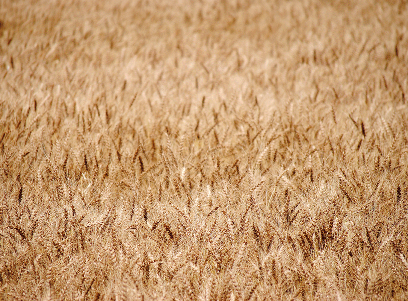 a0001354_2218348.gif