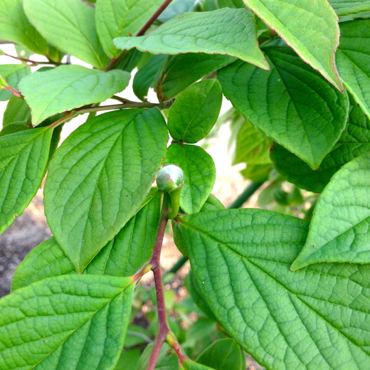c0306891_10243217.jpg