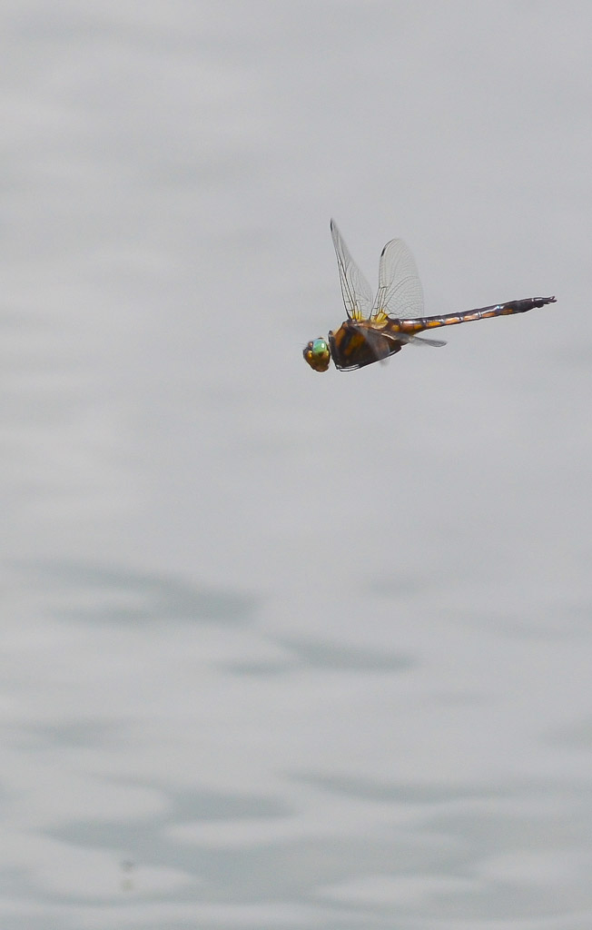 b0078795_20561089.jpg