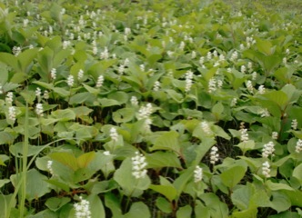 c0151898_20311344.jpg